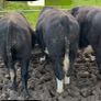 8 Bulls for sale Image 4