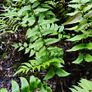 Ferns, 2 litre plants Image 5