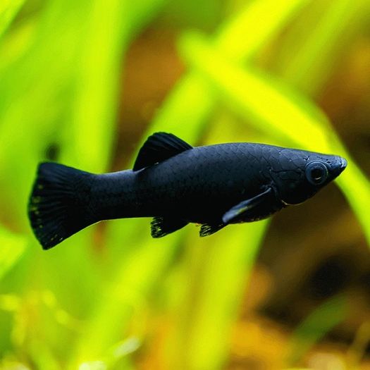 Male black molly