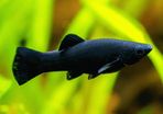 Male black molly