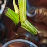 No.76 Monstera Albo Rooting leaf cut Image 5