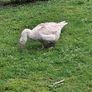 Pair of geese. Image 7