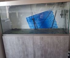 fish aquarium