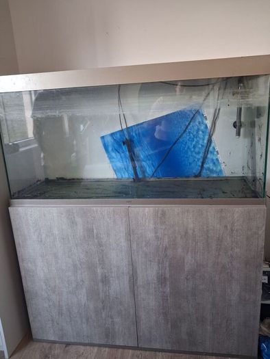 fish aquarium
