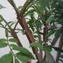 Euonymus alatus 'Blade Runner' Image 7