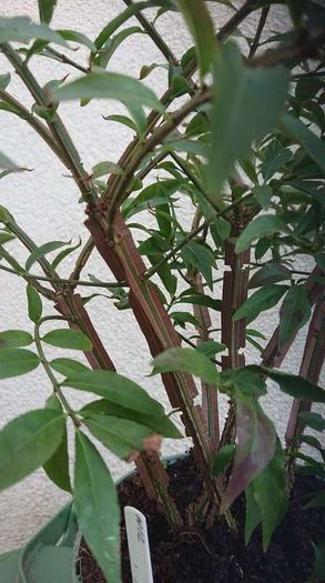 Euonymus alatus 'Blade Runner'