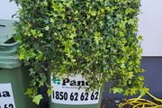 Hedera trough