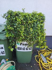 Hedera trough