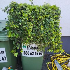 Hedera trough