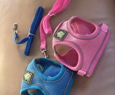 Puppy or cat harness