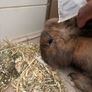 rabbit Image 6