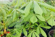 Chestnut tree