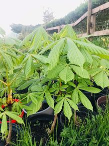 Chestnut tree