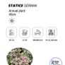(S) German Statice seeds 0.1g (approx. 100 seeds) (430109) Image 2