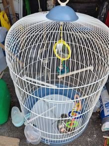 birds