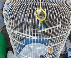 birds