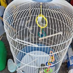 birds