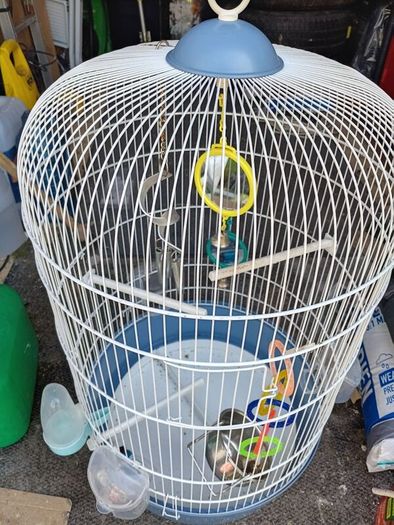 birds