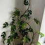 Large Philodendron with Ceramic Pot Image 2