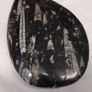 orthoceras fossil Image 5