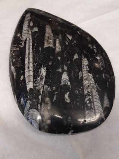 orthoceras fossil
