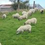 Hoggets Image 5