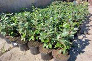 Elaeagnus Ebbengei - Coastal Hedging