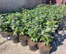 Elaeagnus Ebbengei - Coastal Hedging