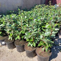 Elaeagnus Ebbengei - Coastal Hedging