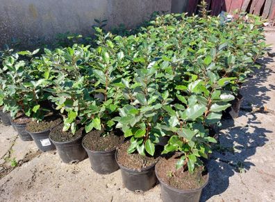 Elaeagnus Ebbengei - Coastal Hedging