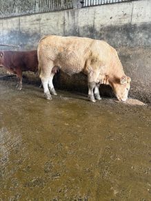 First calving springers with limousin calves