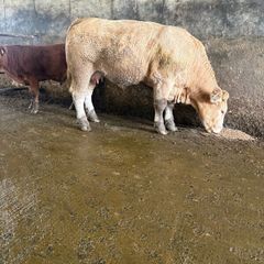First calving springers with limousin calves