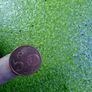6 species Aquarium plants Image 4