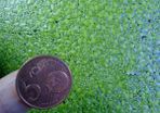 6 species Aquarium plants