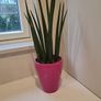 Sansevieria Cylindrica planter Image 2