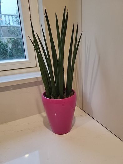Sansevieria Cylindrica planter