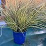 Evergreen plant Image 5