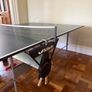 Butterfly Ping Pong Table Image 5
