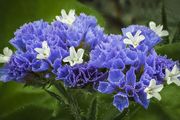 (S) Statice Blue seeds 0.3g (411412)