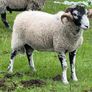 Swaledale Rams Image 3
