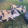 kune kune pigs Image 2