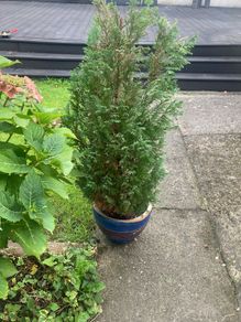 plants