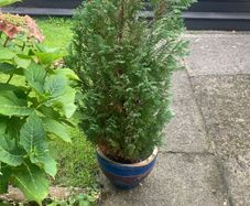 plants