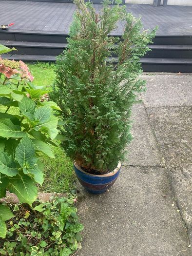 plants