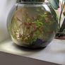 glass fish bowl Image 2