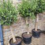 Olive tree, extra large 45cm pot Image 5