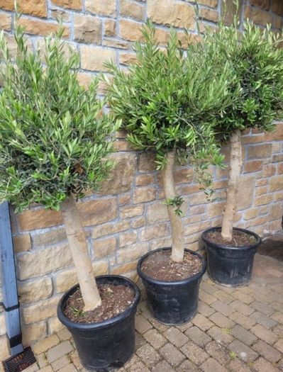 Olive tree, extra large 45cm pot