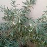 Sea buckthorn plant Image 3