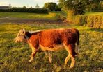 Purebred heifer