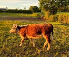 Purebred heifer